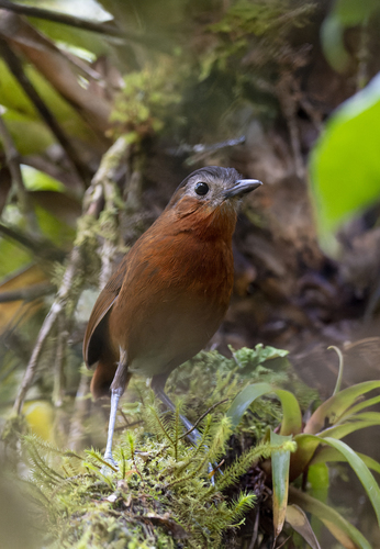 Bay Antpitta (Grallaria capitalis), photo 4