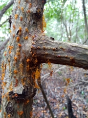 Quaternaria quaternata