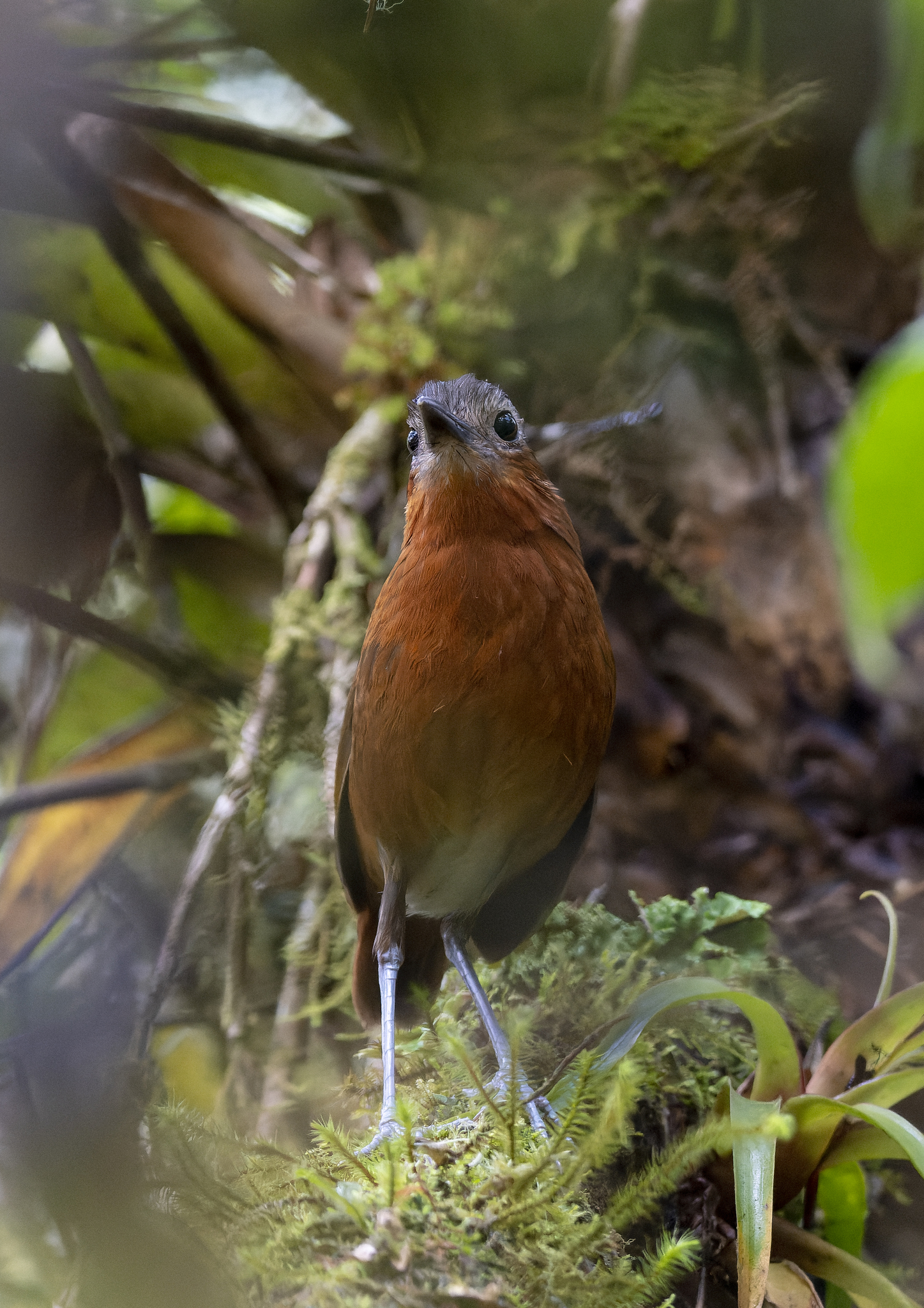 Bay Antpitta (Grallaria capitalis), photo 2
