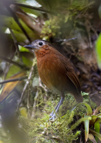 Bay Antpitta (Grallaria capitalis), photo 3