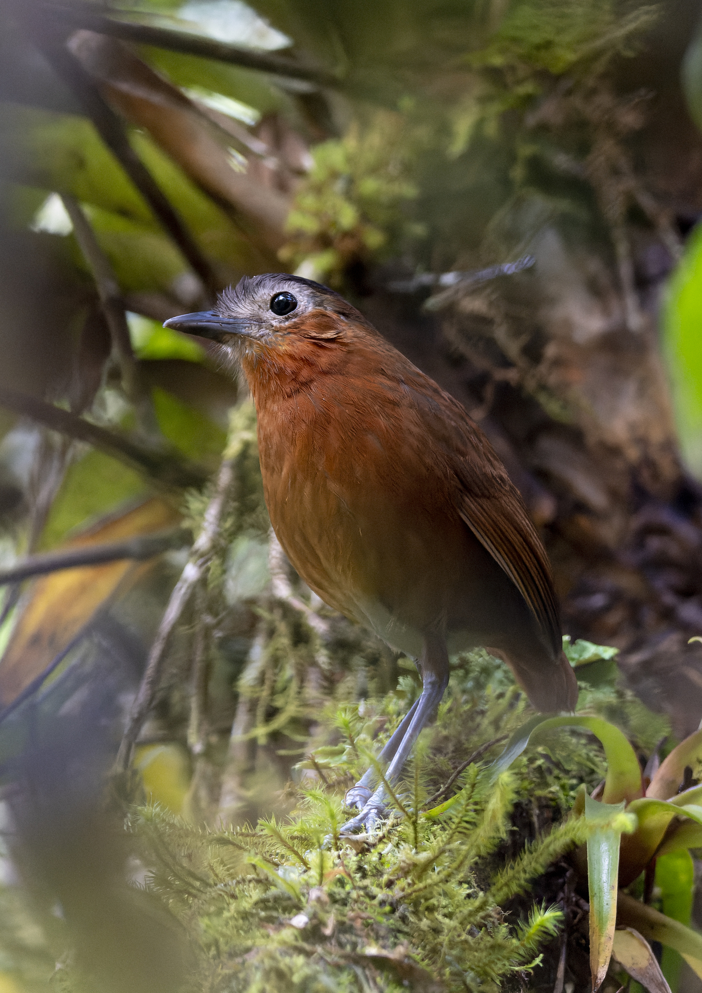 Bay Antpitta (Grallaria capitalis), photo 3