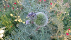 Larinus onopordi