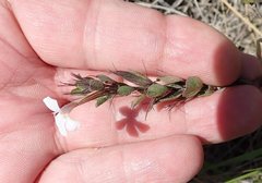 Dyschoriste setigera