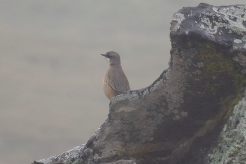 Rusty-breasted Wheatear