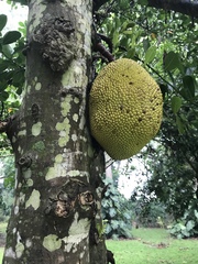 Artocarpus