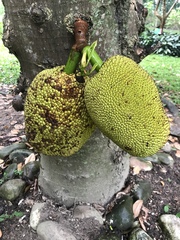 Artocarpus