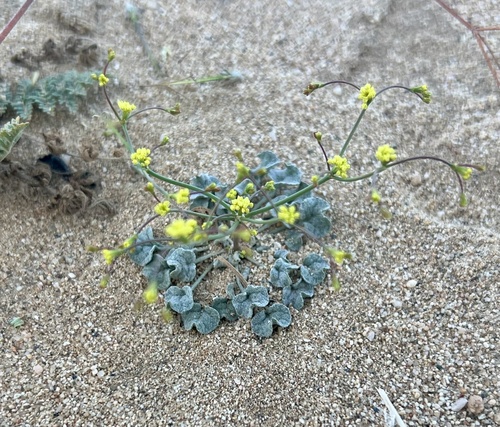 Western Mojave wild buckwheat (Eriogonum mohavense)