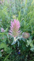 Trifolium purpureum