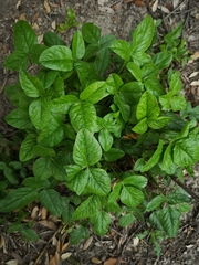 Bituminaria bituminosa