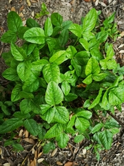 Bituminaria bituminosa