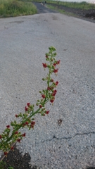 Scrophularia rubricaulis