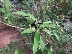 Synagris