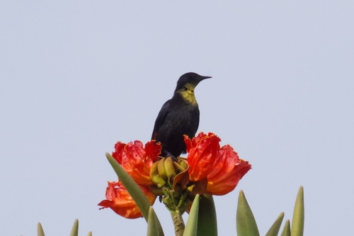 Slender-billed Starling