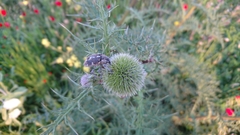 Larinus onopordi