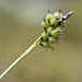 Carex concinna - Photo (c) Samuel Brinker, algunos derechos reservados (CC BY-NC), subido por Samuel Brinker