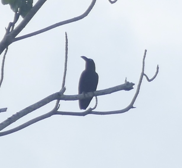 Brown-headed Crow (Corvus fuscicapillus), photo 1
