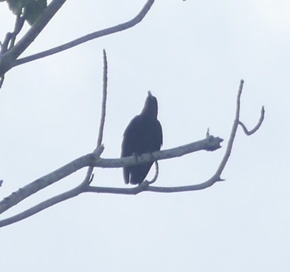 Brown-headed Crow (Corvus fuscicapillus), photo 2