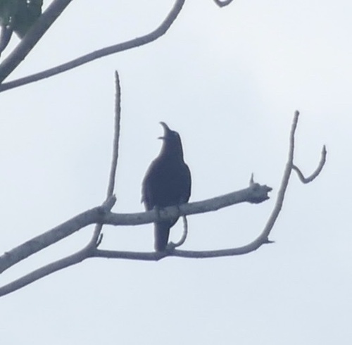 Brown-headed Crow (Corvus fuscicapillus), photo 6