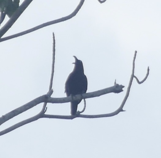 Brown-headed Crow (Corvus fuscicapillus), photo 3