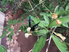 Synagris