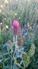 Trifolium purpureum