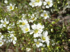 Mononeuria glabra