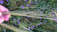 Hordeum spontaneum
