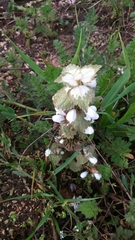 Lamium moschatum