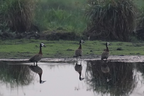 White-faced Whistling-Duck