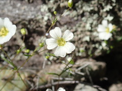 Mononeuria glabra