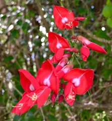 Camptosema rubicundum
