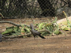 Corythaixoides concolor pallidiceps