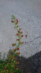Scrophularia rubricaulis