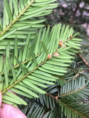 Taxaceae