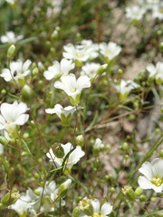 Mononeuria glabra