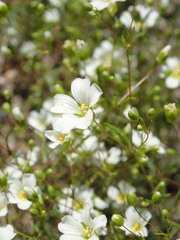 Mononeuria glabra