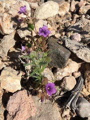 Phacelia pulchella gooddingii