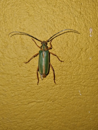 Chlorida festiva