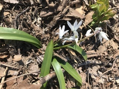 Scilla siberica