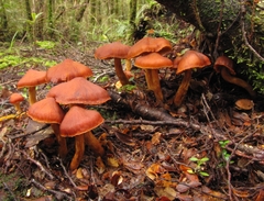 Cortinarius papaver
