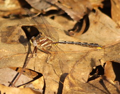 Phanogomphus
