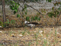 Eurocephalus anguitimens