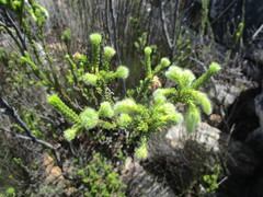 Erica sparrmanni