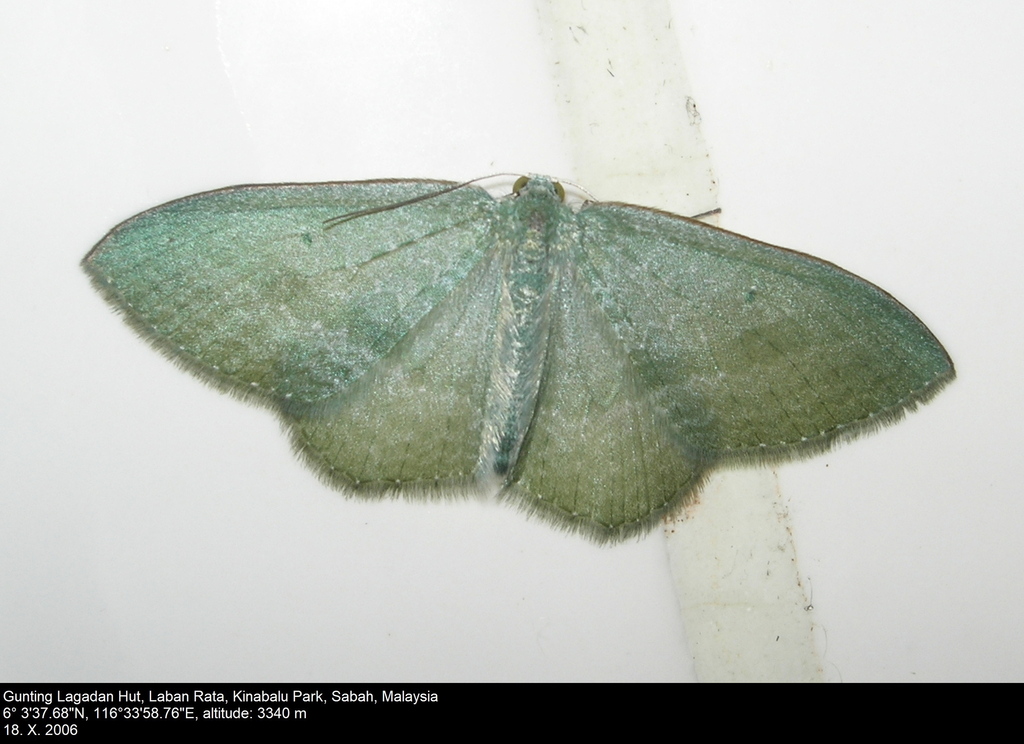 Poecilasthena nubivaga
