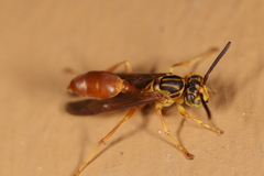 Agelaia centralis image