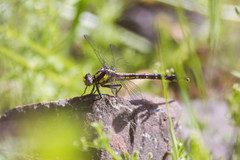 Phanogomphus kurilis