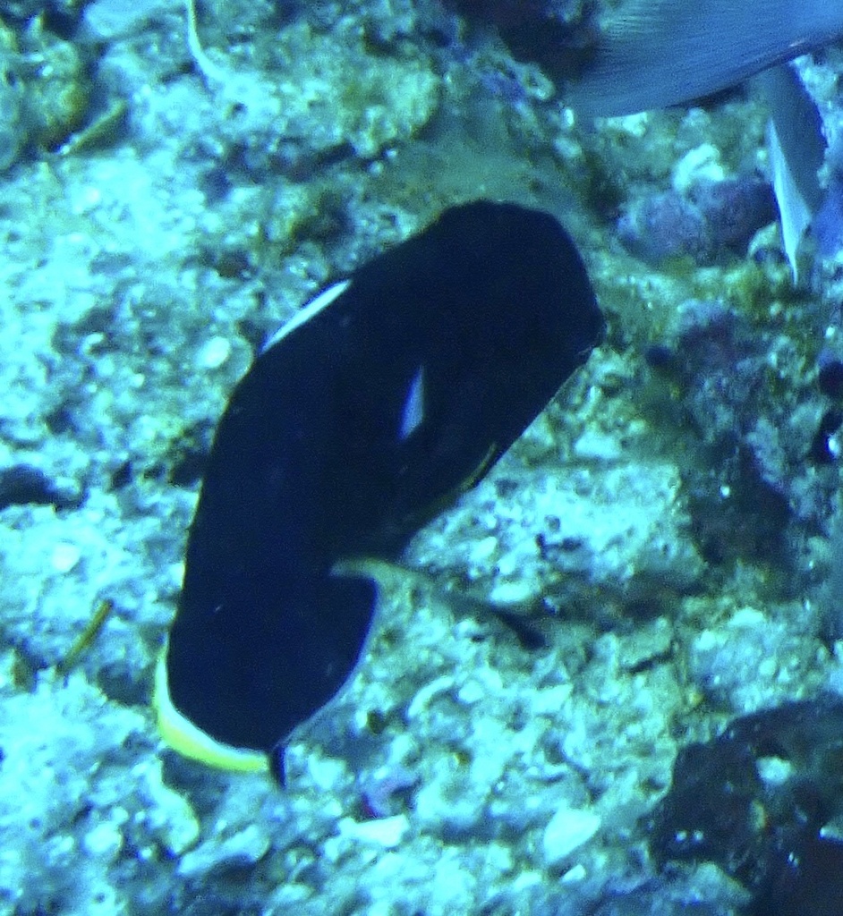 Black Angelfish