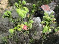 Erica sparrmanni