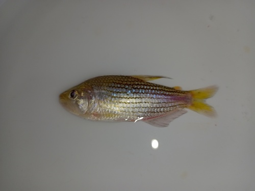 Striped salmon tetra (Pseudochalceus lineatus) — Characidae — 4