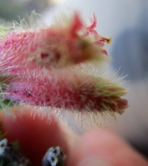 Erica sparrmanni